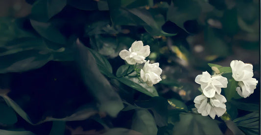 The Fragrant Thread of Indian Jasmine